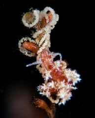 Nudibranch (sea slug) - Kabeiro rubroreticulata laying eggs on a hydroid. Underwater macro life of Tulamben, Bali, Indonesia.
