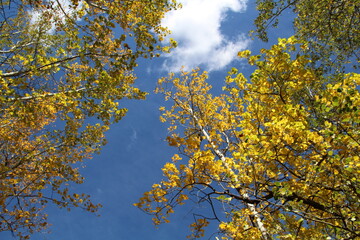 Autumn In The Sky, Elk Island National Park, Alberta