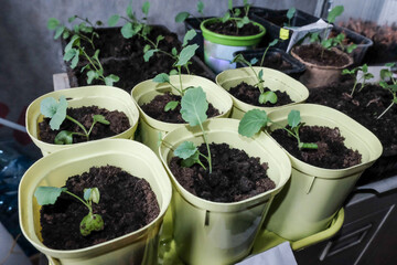 Seedlings growing in plastic cups at home kitchen