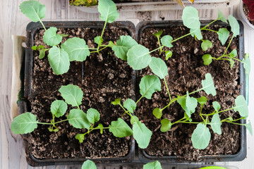 Seedlings growing in plastic cups at home kitchen