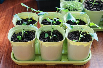 Seedlings growing in plastic cups at home kitchen