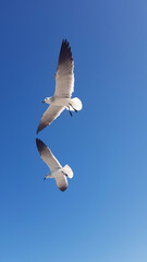 seagull in flight