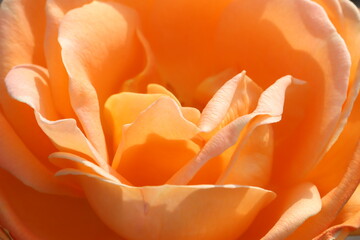 淡いオレンジ色のとても美しいバラの花。A very beautiful pale orange rose flower.