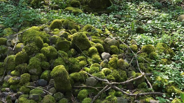 Close Up Moss Covered Rocks And Bumble Bee Flying Around