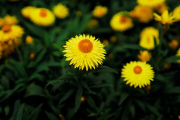 Flowers blooming in Cameron Highland Malaysia, photo are selective focus.