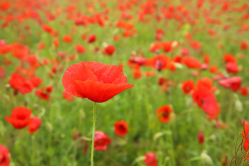 Beautiful poppy flowers in field