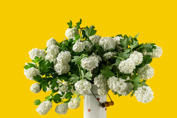 White spherical flowers of snowball tree on a yellow background. Viburnum opulus, Viburnum opulus roseum, Viburnum Boule de Neige flowers. Spring background. Beautiful tree branch. Spring flowers
