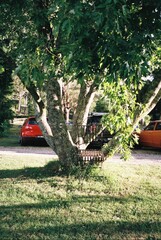 chair under tree