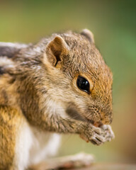 Squirrel holds food in both hands and eat close up photograph.