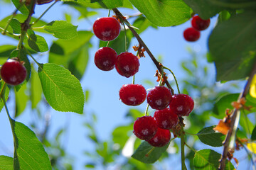 Ripe red cherries on a tree branch.