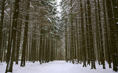 Wald im Winter - Nieder&ouml;sterreich, Neuhof
