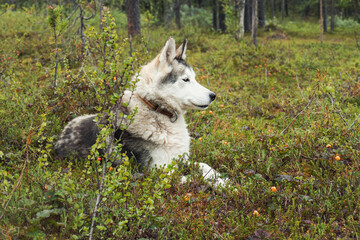 Husky with Cloudberries