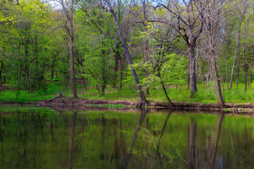 View of a beautiful lake in a green forest