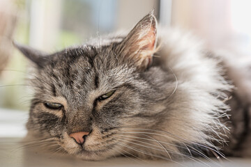 Fototapeta premium portrait of a cat