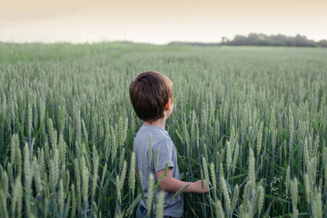Back view of a little boy walking in the wheat or rye field at sunset, summer rural landscape,...