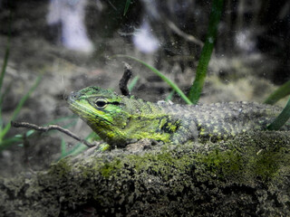 Lagartija en zoo de Guayaquil, Ecuador.
