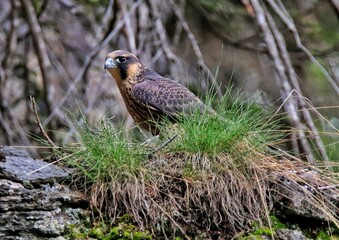 Wanderfalke