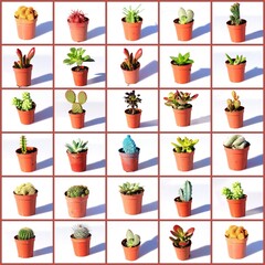 COLLAGE DE MACETAS DE CACTUS, COMPOSICIÓN