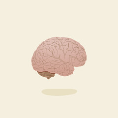 human brain illustration