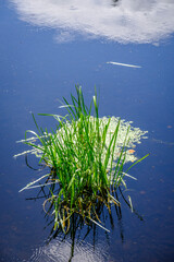 Reeds and other aquatic plants in the Aronia river, in Ourense, Galicia (Spain)