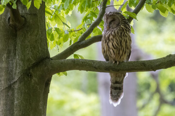 Ural owl (Strix uralensis) in the wild .