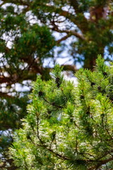 Paws green spruce (lat. Picea abies) closeup