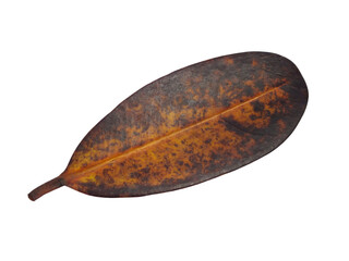 brown autumn leaf isolated on white background.