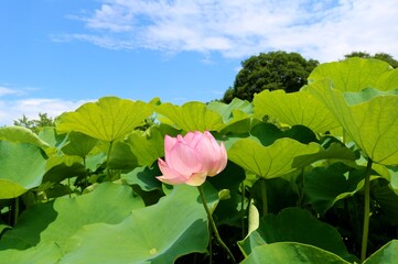 蓮池 空 夏 風景 茨城 Wall Mural Wallpaper Murals Green7