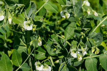 Blooming green pea plants in the vegetable garden