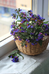 Basket with wild blue - pink flowers. Lungwort. Light key.