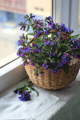 Naklejka premium Basket with wild blue - pink flowers. Lungwort. Light key.