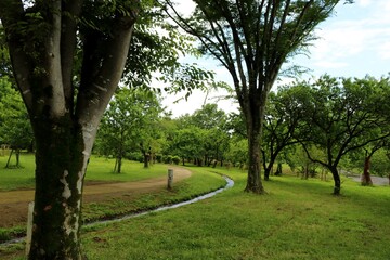 爽やかな散策路　初夏　風景