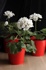 White pelargonium in red pots. Domestic flowers. Blurred background.