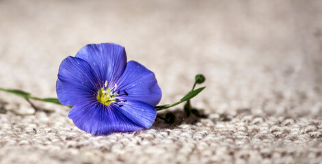 blue linen flower on linen knitted fabric in natural sunlight