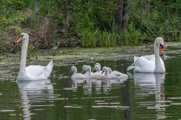 Mute swan family swimming along the Huron river - Michigan