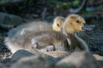 canada gosling resting in the early morning sun