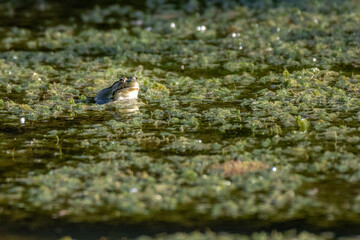 Northern green frog wadding in a pond