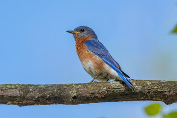 Male eastern bluebird in Michigan - USA