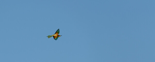 Bienenfresser - Merops apiaster