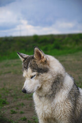 Husky dog sits against background of green grass and approaching clouds.