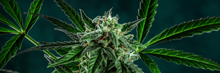 Cannabis plant panorama. Marijuana flowers in bloom and green leaves. Medical cannabis production