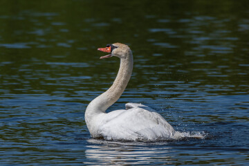 Adult male mute swan displaying wings on the Huron River