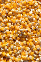 Récolte mais grain. Grain dans la remorque