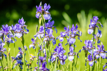 Blue irises bloom in the botanical garden
