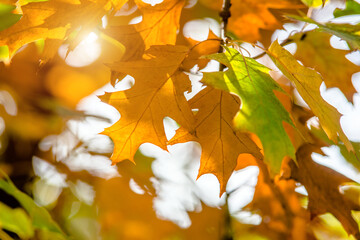 Red oak leaves on blue sky background
