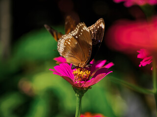 butterfly on flower
