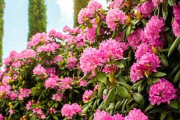 Obraz premium Beautiful blooming pink Azalea - flowering shrubs in the genus Rhododendron. Pink, summer flower background. gardening.