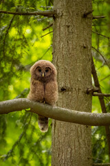 Baby Ural owl (Strix uralensis) in the wild . The Ural owl (Strix uralensis)