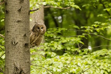 Ural owl (Strix uralensis) in the wild .