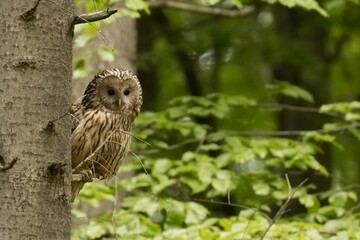 Ural owl (Strix uralensis) in the wild .